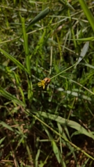 Xyris formosana