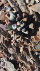 Pleiospilos compactus