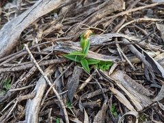 Pterostylis sanguinea