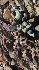 Pleiospilos compactus