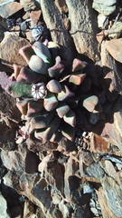 Pleiospilos compactus