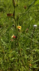 Centranthera cochinchinensis