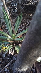 Tylecodon leucothrix