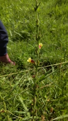 Centranthera cochinchinensis