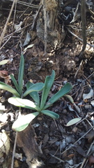 Tylecodon leucothrix