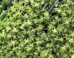 Leptodontium paradoxum