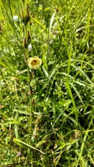 Centranthera cochinchinensis