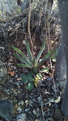 Tylecodon leucothrix