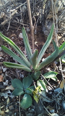 Tylecodon leucothrix