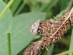 Caloreas occidentella