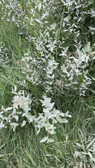 Elaeagnus commutata