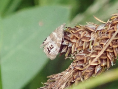 Caloreas occidentella