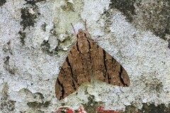 Cerberonoton rubescens