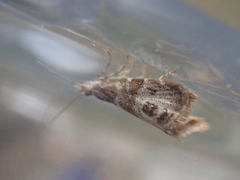 Caloreas occidentella