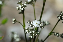Logania ovata