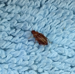 Arrhenocoela lineata