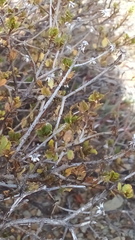 Pegolettia baccaridifolia