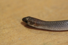 Delma tincta