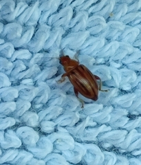 Arrhenocoela lineata