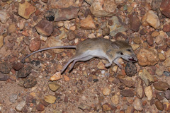 Pseudomys delicatulus