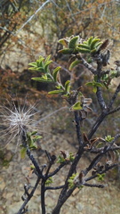 Pegolettia baccaridifolia