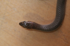 Delma tincta