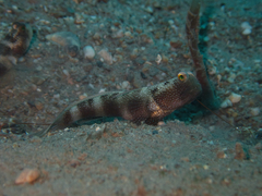 Cryptocentrus fasciatus
