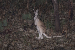 Osphranter antilopinus