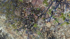 Pegolettia baccaridifolia