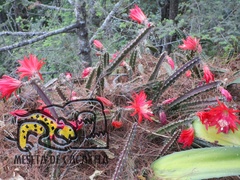 Disocactus speciosus speciosus