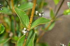 Logania ovata