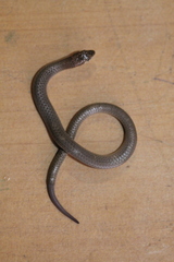 Delma tincta