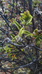 Pegolettia baccaridifolia