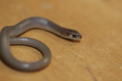 Delma tincta