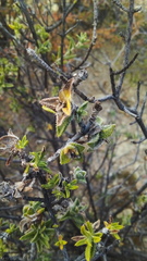 Pegolettia baccaridifolia