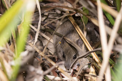 Melomys burtoni