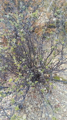 Pegolettia baccaridifolia