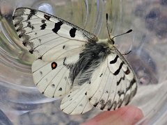 Parnassius behrii
