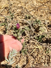 Echium humile pycnanthum
