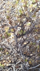 Pegolettia baccaridifolia