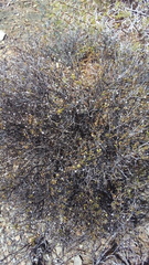 Pegolettia baccaridifolia