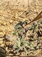 Echium humile pycnanthum