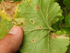 Puccinia pelargonii-zonalis