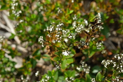 Logania ovata