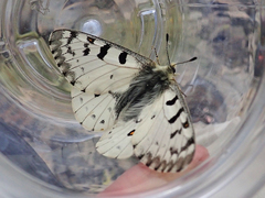 Parnassius behrii