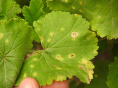 Puccinia pelargonii-zonalis
