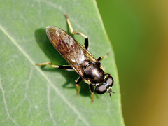 Xylota sylvarum