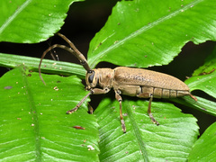 Peblephaeus decoloratus