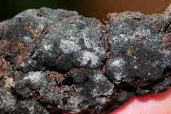 Trichothecium roseum