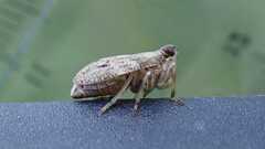 Issus coleoptratus